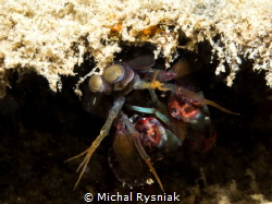Mantis Shrimp by Michal Rysniak 